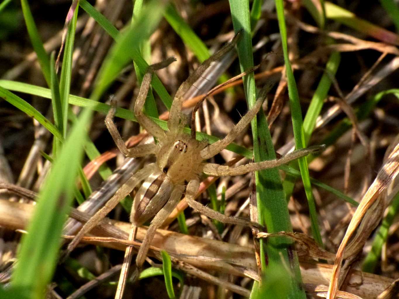 Micrommata ligurina